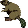 Gif de castor
